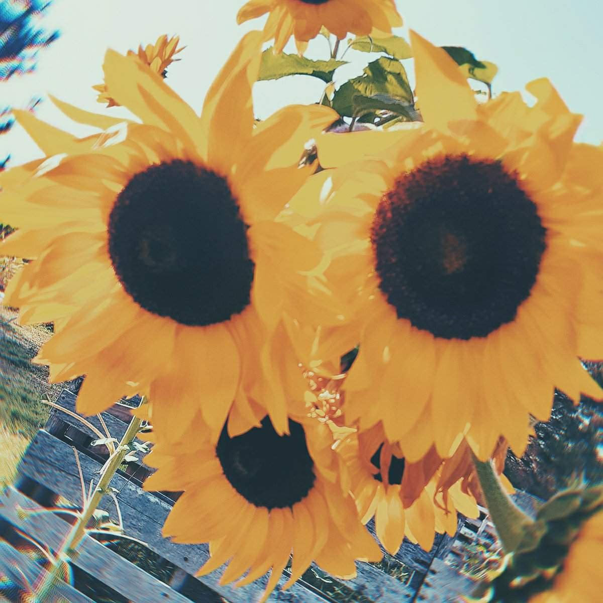 Sunflower Aesthetic
